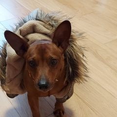 Подробнее об объявлении «Найдена собака кобель Москва» Фото: найдена собака  «Найдена собака кобель Москва» в г. Москва