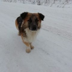 Подробнее об объявлении «Найдена собака замечена на калужском шоссе у д.бабенки Вороново» Фото: найдена собака  «Найдена собака замечена на калужском шоссе у...» в г. Вороново