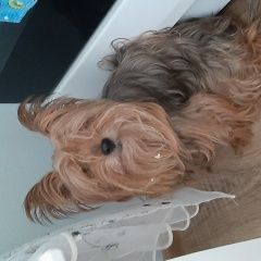 Подробнее об объявлении «Найдена собака йоркширский терьер Москва» Фото: найдена собака Йоркширский терьер «Найдена собака йоркширский терьер Москва» в г. Москва