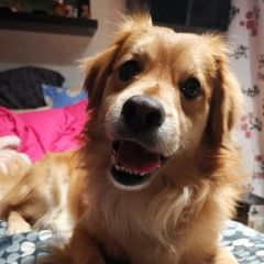 Подробнее об объявлении «Найдена собака кобель в районе южное бутово Москва» Фото: найдена собака  «Найдена собака кобель в районе южное бутово Москва» в г. Москва