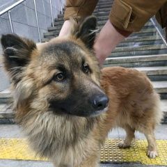 Подробнее об объявлении «Найдена собака кобель Москва» Фото: найдена собака  «Найдена собака кобель Москва» в г. Москва