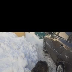 Подробнее об объявлении «Найдена собака кобель метис алабая Москва» Фото: найдена собака Среднеазиатская овчарка «Найдена собака кобель метис алабая Москва» в г. Москва