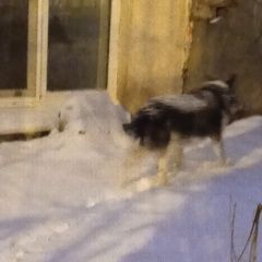 Подробнее об объявлении «Найдена собака Санкт-Петербург» Фото: найдена собака  «Найдена собака Санкт-Петербург» в г. Санкт-Петербург