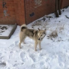 Подробнее об объявлении «Найдена собака молодая западно-сибирская лайка. Новочеркасск» Фото: найдена собака Западно-сибирская лайка «Найдена собака молодая западно-сибирская лайка....» в г. Новочеркасск