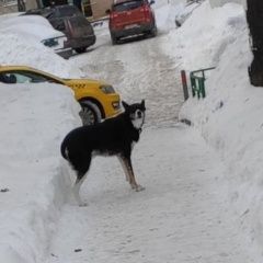 Подробнее об объявлении «Найдена собака. чертаново центральное Москва» Фото: найдена собака  «Найдена собака. чертаново центральное Москва» в г. Москва