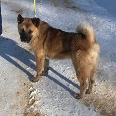 Подробнее об объявлении «Найдена собака кобель Москва» Фото: найдена собака  «Найдена собака кобель Москва» в г. Москва