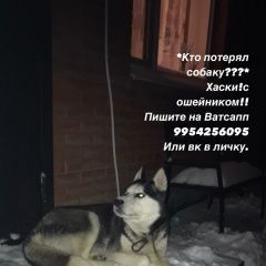 Подробнее об объявлении «Динская Найдена собака» Фото: найдена собака Сибирская хаски «Динская Найдена собака» в г. Динская