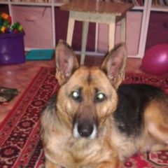 Подробнее об объявлении «Найдена собака симферопольское шоссе овчарка сука Москва» Фото: найдена собака  «Найдена собака симферопольское шоссе овчарка...» в г. Москва