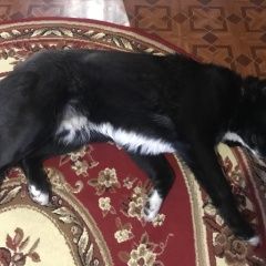 Подробнее об объявлении «Найдена собака кобель Королев» Фото: найдена собака  «Найдена собака кобель Королев» в г. Королев