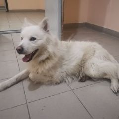 Подробнее об объявлении «Воронеж Найдена собака» Фото: найдена собака  «Воронеж Найдена собака» в г. Воронеж