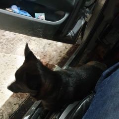 Подробнее об объявлении «Найдена собака на заправке лукойл Москва» Фото: найдена собака  «Найдена собака на заправке лукойл Москва» в г. Москва