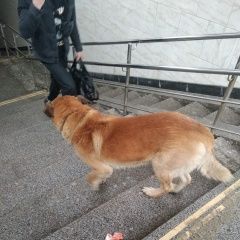 Подробнее об объявлении «Найдена собака м. новогиреево Москва» Фото: найдена собака  «Найдена собака м. новогиреево Москва» в г. Москва