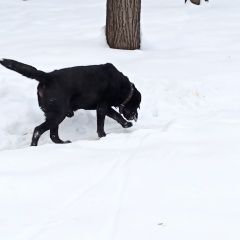 Подробнее об объявлении «Найдена собака кобель Нижний Новгород» Фото: найдена собака  «Найдена собака кобель Нижний Новгород» в г. Нижний Новгород