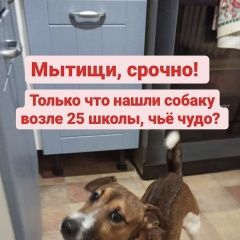 Подробнее об объявлении «Мытищи Найдена собака кобель джек рассел» Фото: найдена собака Джек рассел терьер «Мытищи Найдена собака кобель джек рассел» в г. Мытищи