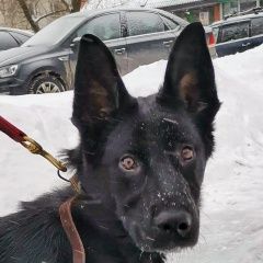 Подробнее об объявлении «Найдена собака кобель щенок ищет дом, метис овчарки Москва» Фото: найдена собака  «Найдена собака кобель щенок ищет дом, метис...» в г. Москва