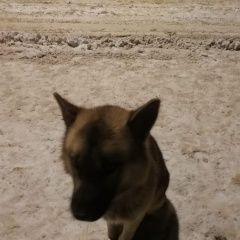 Подробнее об объявлении «Найдена собака, в районе цмис Солнечногорск» Фото: найдена собака  «Найдена собака, в районе цмис Солнечногорск» в г. Солнечногорск
