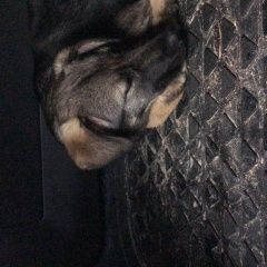 Подробнее об объявлении «Найдена собака Москва» Фото: найдена собака  «Найдена собака Москва» в г. Москва