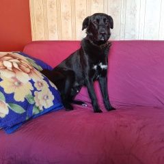 Подробнее об объявлении «Найдена собака кобель метис лабрадора Москва» Фото: найдена собака Лабрадор ретривер «Найдена собака кобель метис лабрадора Москва» в г. Москва