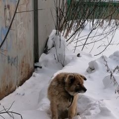 Подробнее об объявлении «Екатеринбург Найдена собака» Фото: найдена собака  «Екатеринбург Найдена собака» в г. Екатеринбург