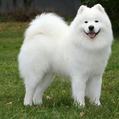 Подробнее об объявлении «Найдена собака белая лайка самоед проспект мира Москва» Фото: найдена собака Самоедская лайка «Найдена собака белая лайка самоед проспект мира...» в г. Москва