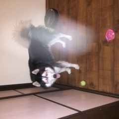 Подробнее об объявлении «Найдена собака кобель молодой кобель длинношёрстой хас Москва» Фото: найдена собака Сибирская хаски «Найдена собака кобель молодой кобель...» в г. Москва