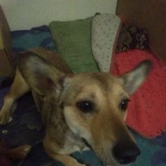 Подробнее об объявлении «Воронеж Найдена собака маленькая рыжая дворняжка» Фото: найдена собака  «Воронеж Найдена собака маленькая рыжая дворняжка» в г. Воронеж