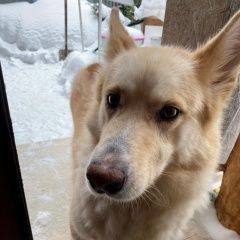 Подробнее об объявлении «Найдена собака кобель метис корги Малаховка» Фото: найдена собака  «Найдена собака кобель метис корги Малаховка» в г. Малаховка