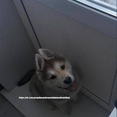 Подробнее об объявлении «Найдена собака кобель Москва» Фото: найдена собака  «Найдена собака кобель Москва» в г. Москва