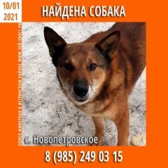 Подробнее об объявлении «Найдена собака новопетровское, истринский р-он. Истра» Фото: найдена собака  «Найдена собака новопетровское, истринский р-он....» в г. Истра