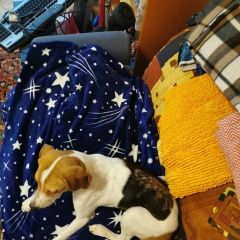 Подробнее об объявлении «Найдена собака русская гончая английский фоксхаунд Москва» Фото: найдена собака Гончая «Найдена собака русская гончая английский...» в г. Москва