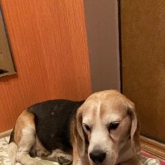 Подробнее об объявлении «Лобня Найдена собака кобель» Фото: найдена собака Бигль «Лобня Найдена собака кобель» в г. Лобня