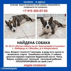 Подробнее об объявлении «Люберцы Найдена собака девочка.» Фото: найдена собака  «Люберцы Найдена собака девочка.» в г. Люберцы