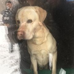 Подробнее об объявлении «Найдена собака Троицк» Фото: найдена собака Лабрадор ретривер «Найдена собака Троицк» в г. Троицк