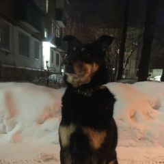 Подробнее об объявлении «Найдена собака кобель Химки» Фото: найдена собака  «Найдена собака кобель Химки» в г. Химки