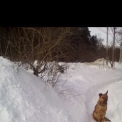 Подробнее об объявлении «Найдена собака Малаховка» Фото: найдена собака  «Найдена собака Малаховка» в г. Малаховка