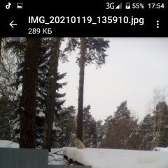 Подробнее об объявлении «Найдена собака Малаховка» Фото: найдена собака  «Найдена собака Малаховка» в г. Малаховка