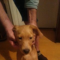 Подробнее об объявлении «Балаково Найдена собака кобель тел для связи.» Фото: найдена собака  «Балаково Найдена собака кобель тел для связи.» в г. Балаково