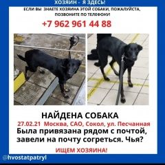 Подробнее об объявлении «Найдена собака (аэропорт) Москва» Фото: найдена собака  «Найдена собака (аэропорт) Москва» в г. Москва