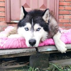 Подробнее об объявлении «Динская Найдена собака кобель хаски п агроном» Фото: найдена собака Сибирская хаски «Динская Найдена собака кобель хаски п агроном» в г. Динская