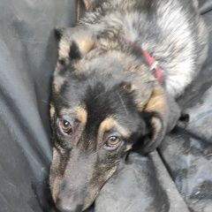 Подробнее об объявлении «Найдена собака щенок в двух ошейниках (красный и зелён) Москва» Фото: найдена собака  «Найдена собака щенок в двух ошейниках (красный...» в г. Москва