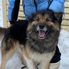 Подробнее об объявлении «Найдена собака кобель Вороново» Фото: найдена собака  «Найдена собака кобель Вороново» в г. Вороново