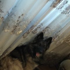 Подробнее об объявлении «Найдена собака кобель пес 3х годовалый Москва» Фото: найдена собака  «Найдена собака кобель пес 3х годовалый Москва» в г. Москва