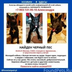Подробнее об объявлении «Найдена собака кобель черный самец, с белым пятном на груди Красногорск» Фото: найдена собака  «Найдена собака кобель черный самец, с белым...» в г. Красногорск