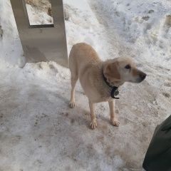 Подробнее об объявлении «Найдена собака Нижний Новгород» Фото: найдена собака  «Найдена собака Нижний Новгород» в г. Нижний Новгород