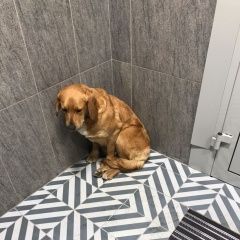 Подробнее об объявлении «Люберцы Найдена собака лабрадор или ретривер» Фото: найдена собака  «Люберцы Найдена собака лабрадор или ретривер» в г. Люберцы