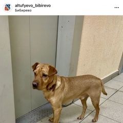 Подробнее об объявлении «Найдена собака кобель Москва» Фото: найдена собака Шар-пей «Найдена собака кобель Москва» в г. Москва
