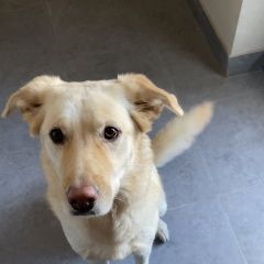 Подробнее об объявлении «Люберцы Найдена собака сука» Фото: найдена собака  «Люберцы Найдена собака сука» в г. Люберцы