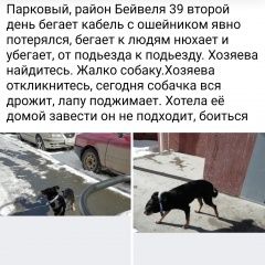 Подробнее об объявлении «Челябинск Найдена собака кобель» Фото: найдена собака  «Челябинск Найдена собака кобель» в г. Челябинск