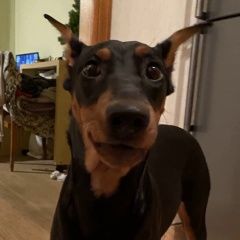 Подробнее об объявлении «Найдена собака похожа на добермана Москва» Фото: найдена собака Доберман «Найдена собака похожа на добермана Москва» в г. Москва
