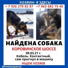 Подробнее об объявлении «Найдена собака кобель Москва» Фото: найдена собака  «Найдена собака кобель Москва» в г. Москва